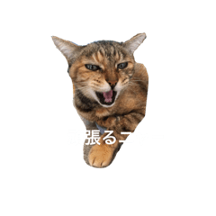 [LINEスタンプ] こむぎ百面相スタンプ