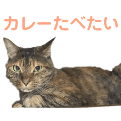 [LINEスタンプ] すさき家にゃんこ