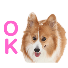 [LINEスタンプ] コーギーのすもも2