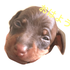 [LINEスタンプ] 我が家のミニピンズー