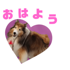 [LINEスタンプ] シェルティ ナナちゃん