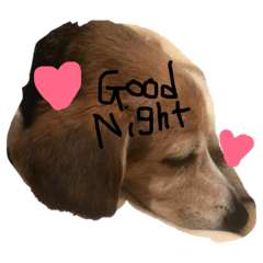 うちの,わんこ