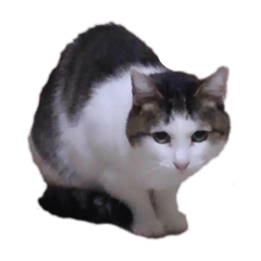 [LINEスタンプ] 猫ひじき②