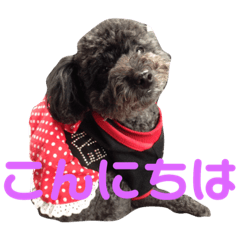[LINEスタンプ] キャンディのあいさつ