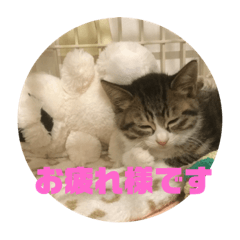 [LINEスタンプ] 猫ネコねこ。
