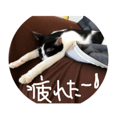 [LINEスタンプ] 我が家のアマちゃん♀とトラちゃん♀ ① 