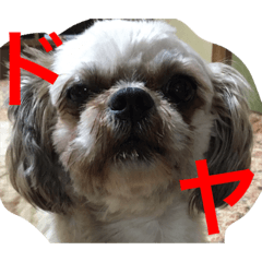[LINEスタンプ] 犬のこっちゃん2