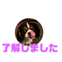 [LINEスタンプ] キャバリア犬 マル