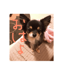 [LINEスタンプ] クロちゃん②