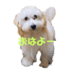[LINEスタンプ] 日常マルプー@LOPI（パピー）