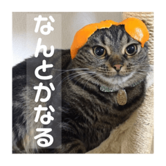 [LINEスタンプ] ジャッキーとチッチ2