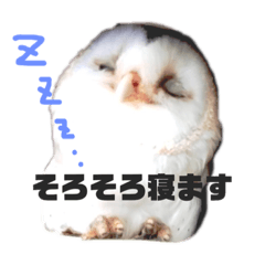[LINEスタンプ] メンフクロウ☆ミコトさんSTAMPパート①