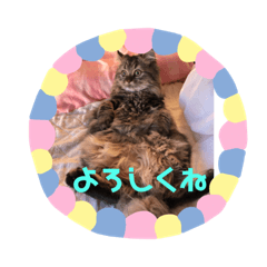[LINEスタンプ] チンチラ柚子のスタンプ