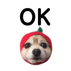 [LINEスタンプ] ポメラニアン ビスコ