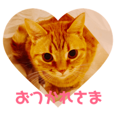 [LINEスタンプ] ちゃたまめの日常