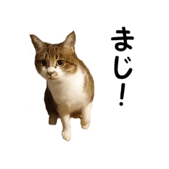 [LINEスタンプ] 愛猫ぎんぺい、さくら、いちごのスタンプ