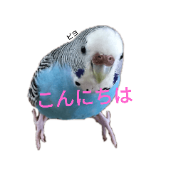 [LINEスタンプ] セキセイインコスタンプ2(ピッピちゃん)