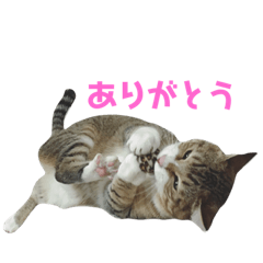 [LINEスタンプ] あんじゅちゃんの日常2