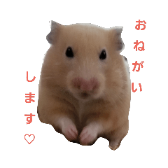 [LINEスタンプ] キンクマきなちゃん