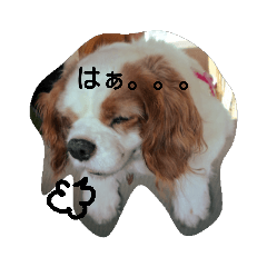 [LINEスタンプ] くるみの日常(キャバリア)