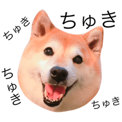 [LINEスタンプ] 柴犬めいめい