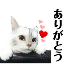[LINEスタンプ] 可愛い華ちゃんスタンプ