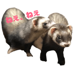 [LINEスタンプ] うちのフェレットさん。 