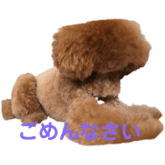 [LINEスタンプ] トイプードルの使いやすい敬語スタンプ 