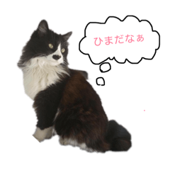 [LINEスタンプ] ハチワレもこなスタンプ 
