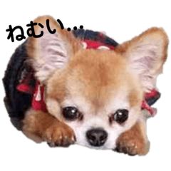 [LINEスタンプ] トラくん 