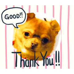 [LINEスタンプ] スムースチワワ（ボルボ） 