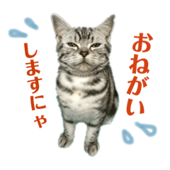 [LINEスタンプ] アメショの momo ♪ 