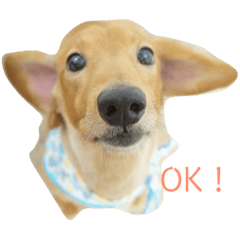 [LINEスタンプ] ミニチュアダックス〈写真スタンプ〉 