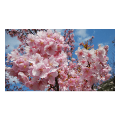[LINEスタンプ] 美しい桜の花