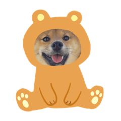 [LINEスタンプ] 豆柴ごまたんスタンプ