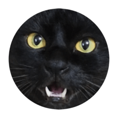 [LINEスタンプ] 実家のねこきち