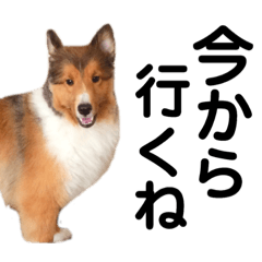[LINEスタンプ] 愛犬キティ