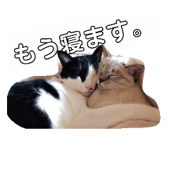 [LINEスタンプ] うさぎのふくと、猫ののん＆ゆき