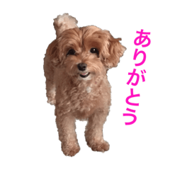 [LINEスタンプ] 犬のベルちゃん