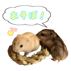 [LINEスタンプ] ぼくたちハムスター