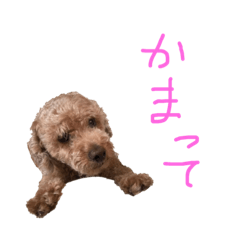[LINEスタンプ] 大好きなワンちゃんネコちゃん