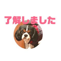 [LINEスタンプ] キャバリア犬 まる