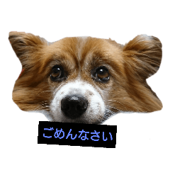 [LINEスタンプ] ミモたんスタンプ