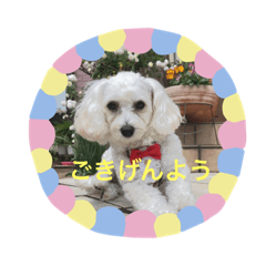 [LINEスタンプ] ココちゃんと野菜