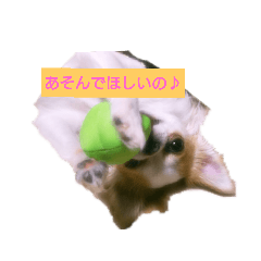[LINEスタンプ] チワワの陽ちゃん