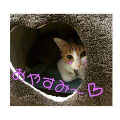 [LINEスタンプ] ねこにゃん☆ 