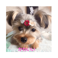 [LINEスタンプ] たれみみヨーキーの毎日すたんぷ 