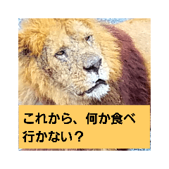 [LINEスタンプ] どうぶつえーん 