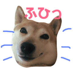 [LINEスタンプ] 柴犬 うるみちゃんの気持ち