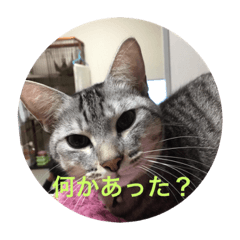 [LINEスタンプ] サバ猫つばさ 